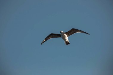 Bir martı gökyüzünde yüksektir. Vahşi kuşlar.