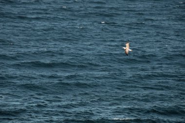 Bir martı gökyüzünde yüksektir. Vahşi kuşlar.