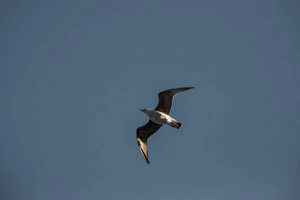 Una Gaviota Está Alta Cielo Aves Silvestres — Foto de Stock