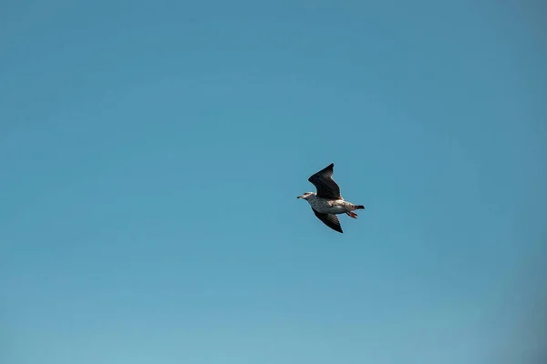Bir Martı Gökyüzünde Yüksektir Vahşi Kuşlar — Stok fotoğraf