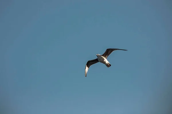 Seagull High Sky Wild Birds — Stock Photo, Image