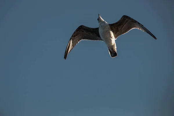 Чайка Высоко Небе Дикие Птицы — стоковое фото
