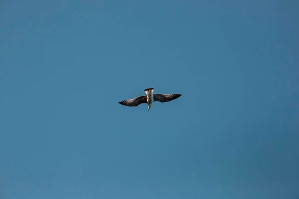 Seagull High Sky Wild Birds — Stock Photo, Image