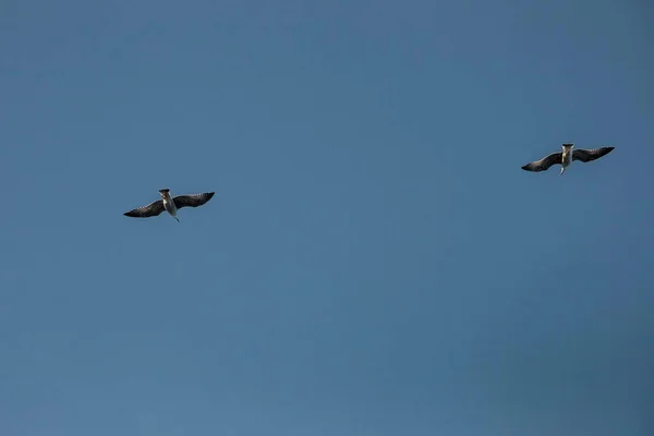 Une Mouette Est Haute Dans Ciel Oiseaux Sauvages — Photo