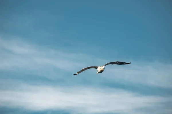 Uma Gaivota Está Céu Aves Selvagens — Fotografia de Stock