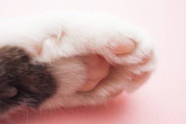Pembe arka planda pedleri olan beyaz kedi pençesi. Makro