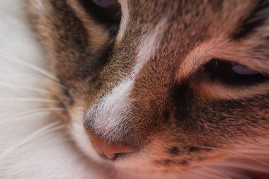 Güzel bir kedinin ağızlık sesi. Makro. Dünya Kedi Günü