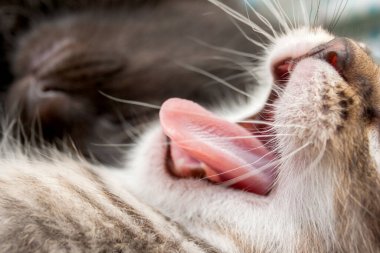 Küçük kedi yavrusu esniyor. Makro