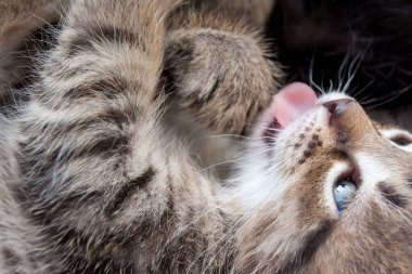 Küçük kedi yavrusu pençesini yalıyor. Makro