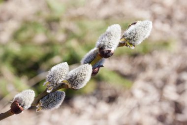 Doğanın arka planında çiçek açan söğüt tozu. Mutlu Paskalyalar ve Palm Sunday fikri. 
