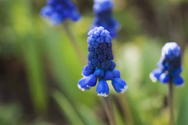 Első Tavasz Muscari Virágok Virágágyás Kertben Napsütéses Napon — Stock Fotó