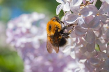 Leylak çalılığında bir yabanarısı. Makro. Bahar kartı.