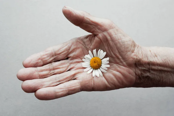 One Hand Old Woman Holding Daisy Flower Concept Longevity Seniors Royalty Free Stock Photos