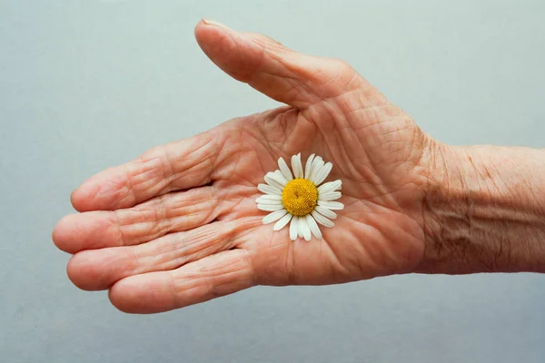 One Hand Old Woman Holding Daisy Flower Concept Longevity Seniors Stock Picture