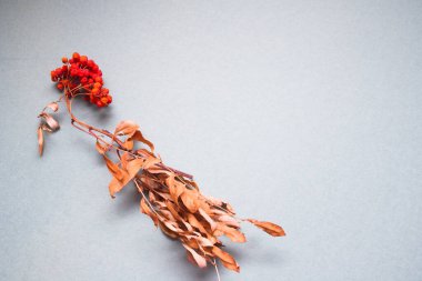 Gri arkaplanda kopyalama alanı olan Sonbahar Olgunlaşmış Rowan demeti.