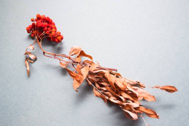 Gri arka planda Güz Olgunlaşmış Rowan sürüsü.