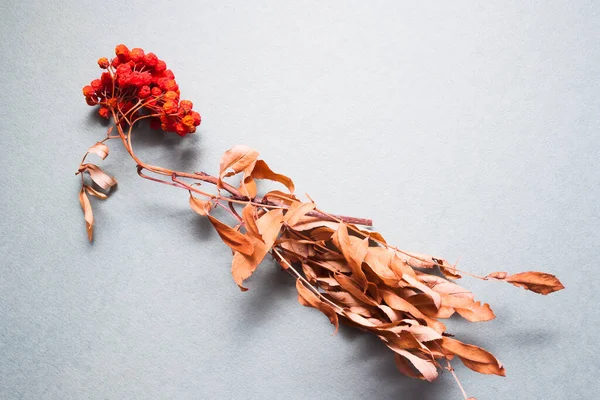 Gri arka planda Güz Olgunlaşmış Rowan sürüsü.