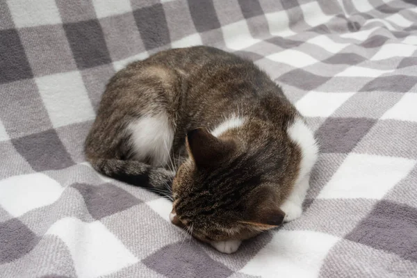 Tabby Kat Slaapt Lichte Achtergrond Close — Stockfoto