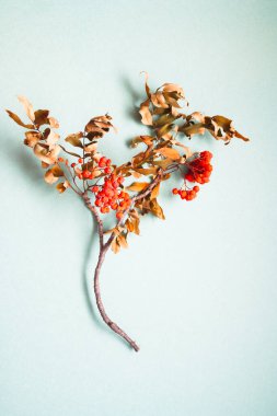 Sonbahar olgunlaşmış rowan sürüsü açık yeşil arka planda.