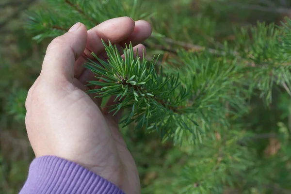 Hand Green Pine Needles Close Forest Background Concept Protecting Environment Royalty Free Stock Images
