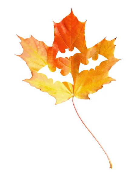白い背景にバットアウトラインをカットした秋の黄色の1枚の孤立したカエデの葉 ハロウィンアイデア — ストック写真