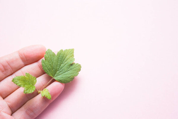 Female hand with natural manicure and a currant leaf on a light background with a copy space. The idea of skin care for female hands with natural cosmetics. Natural extract