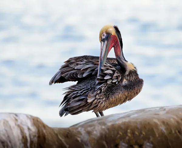 Pelikán hnědý Preening — Stock fotografie