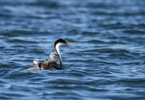 Grebe with Chicks — Stock Photo, Image
