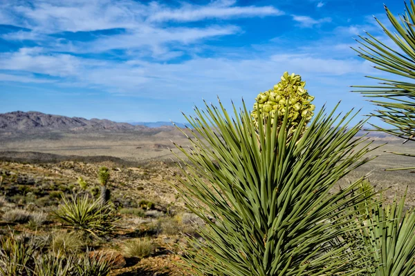 Josué floreciente árbol — Foto de Stock