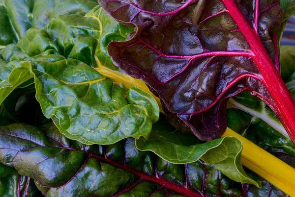 Kleurrijke chard — Stockfoto