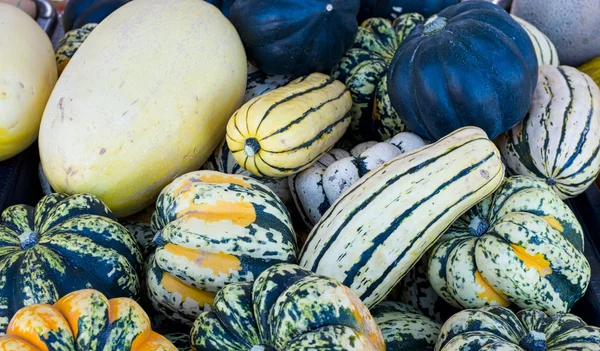 Squash — Stock Photo, Image