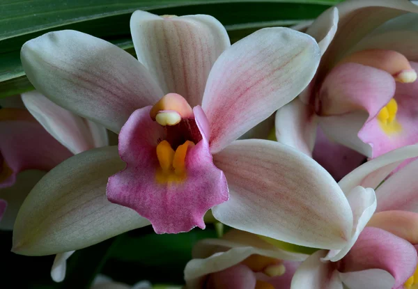 Cymbidium — Stock Photo, Image