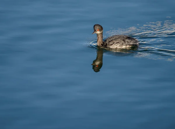 Eared Grebe — Stock Photo, Image