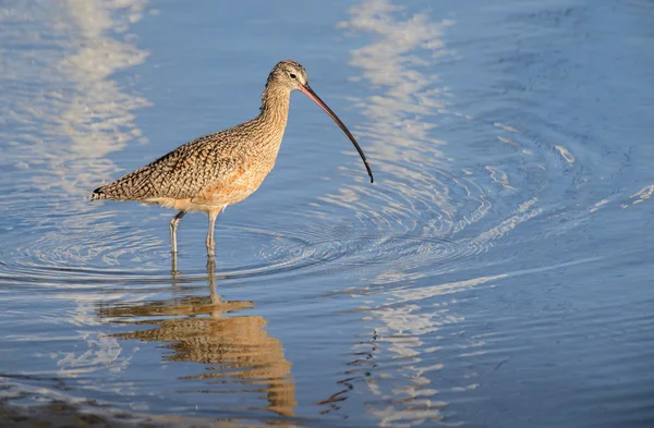 Curlew Dinagih Panjang — Stok Foto