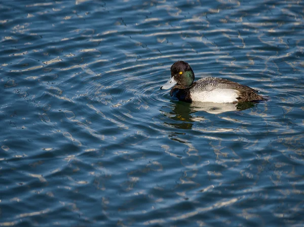 Мала Scaup — стокове фото