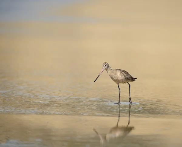 Marmoreado wading godwit — Fotografia de Stock