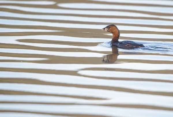 Pied-billed Greebe — Stockfoto