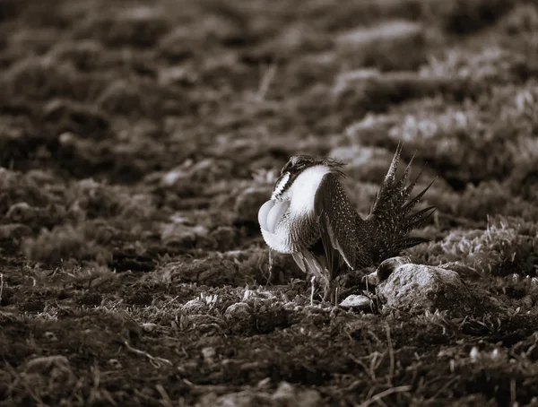 Sage Grouse on Lek