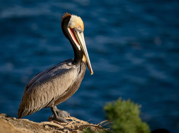 Pelican coklat — Stok Foto