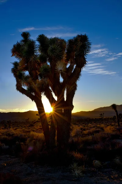 Joshua Tree Dawn — Stockfoto