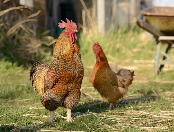 Pollos de corral — Foto de Stock