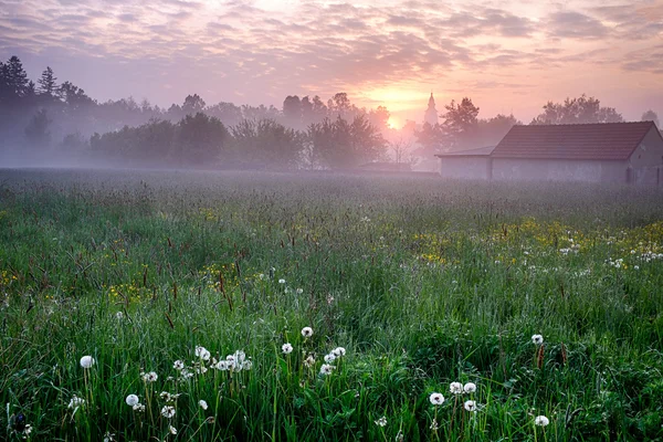 Sunrise with Dandelions — Stock Photo, Image