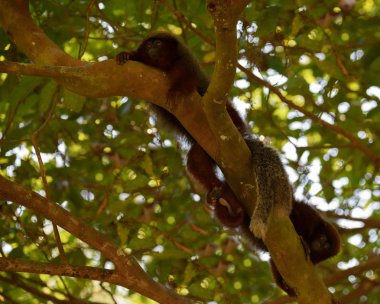ağaçtaki maymunlar