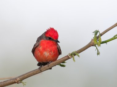 Dalı vermilyon sinekkapan