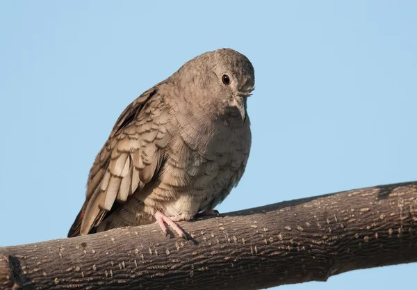 Inca Dove on Branch — Stock Photo, Image
