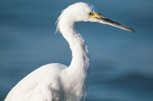 Snowy Egret närbild — Stockfoto