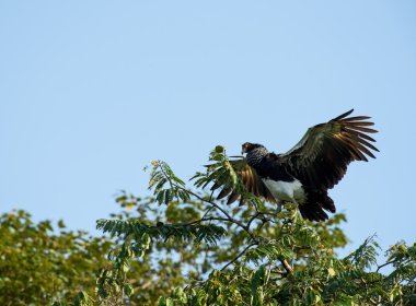 Amazon boynuzlu Screamer
