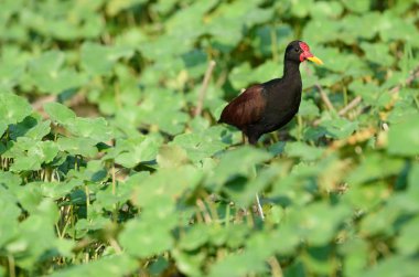 Amazon gerdanlı Jakana