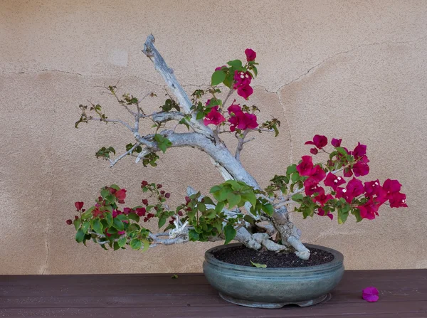 Begonviller Bonsai çiçek