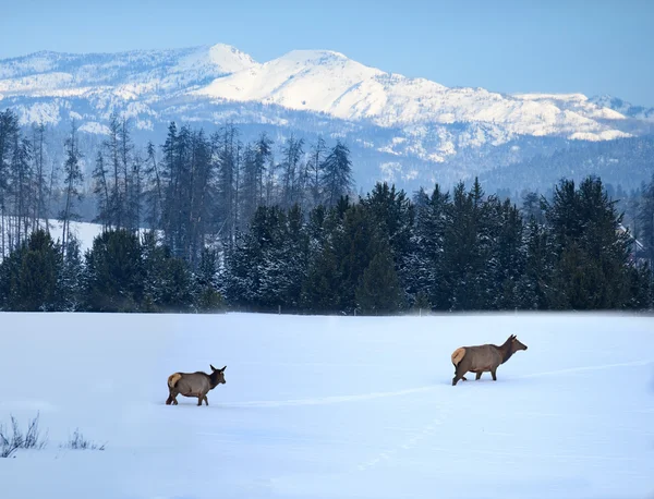 Elk ve sněhu — Stock fotografie